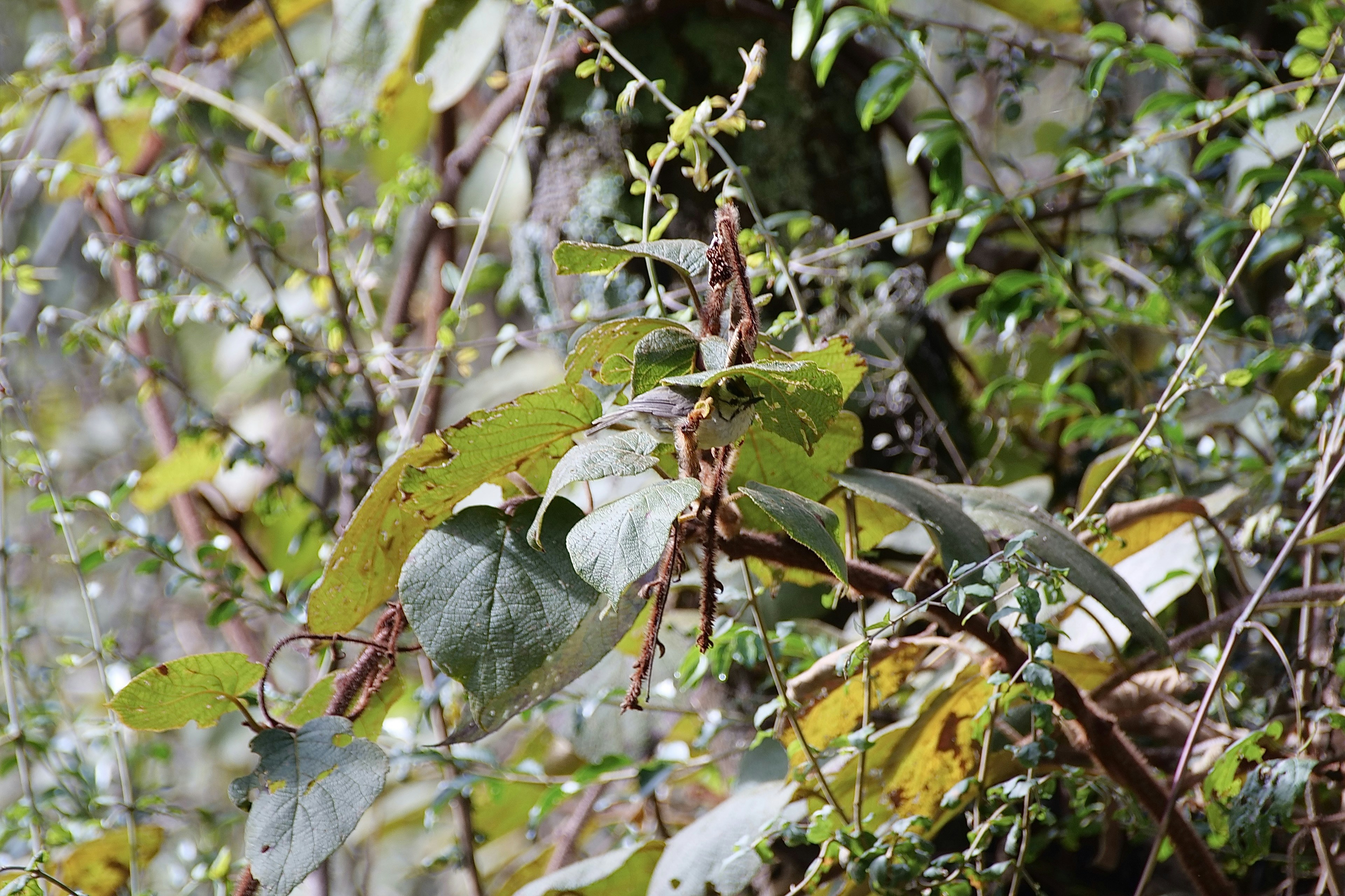 Photo by cocoshalalala