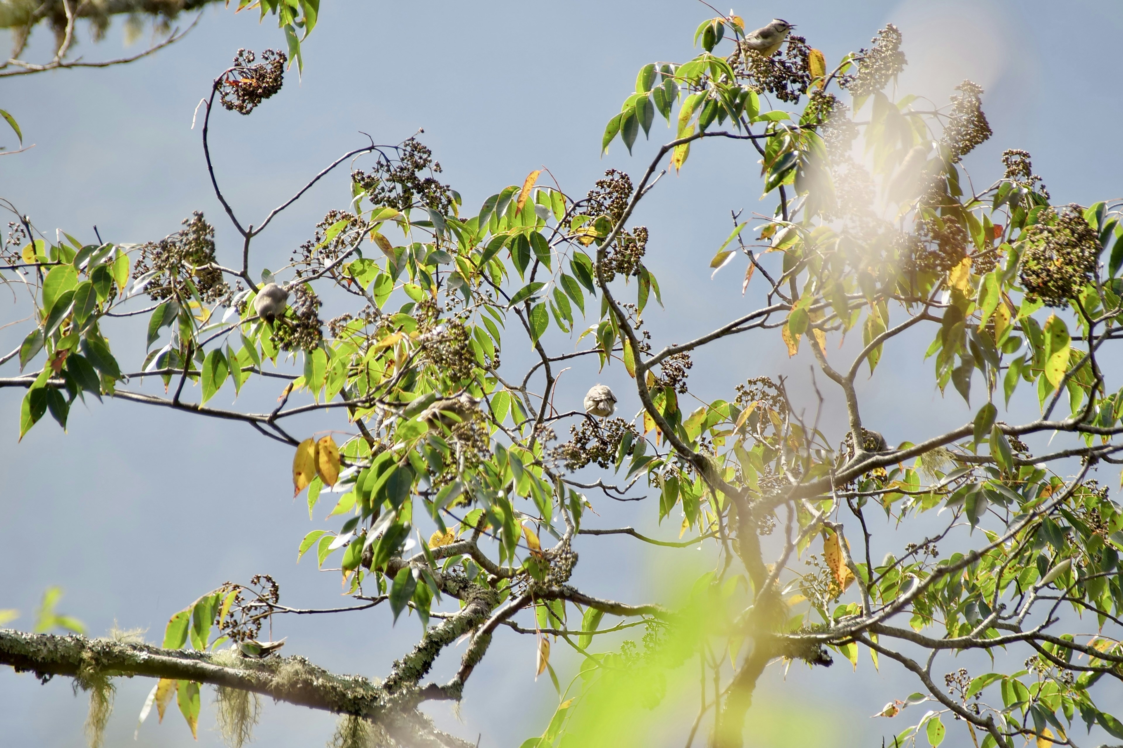 Photo by cocoshalalala