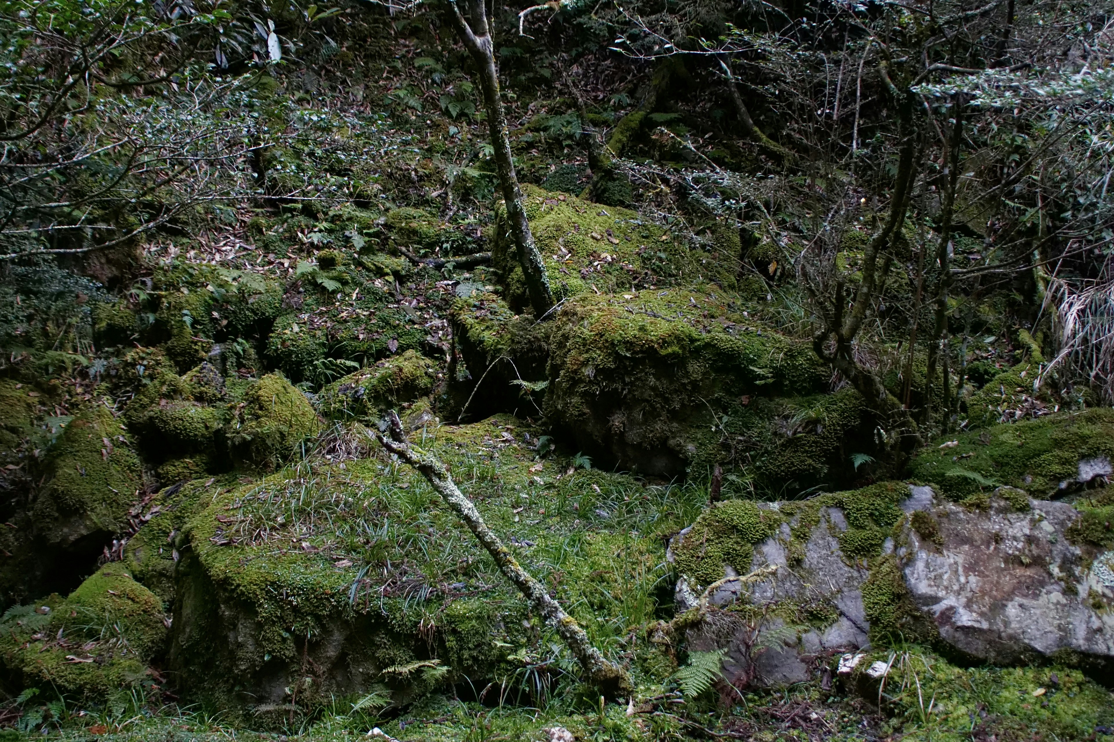 Photo by cocoshalalala