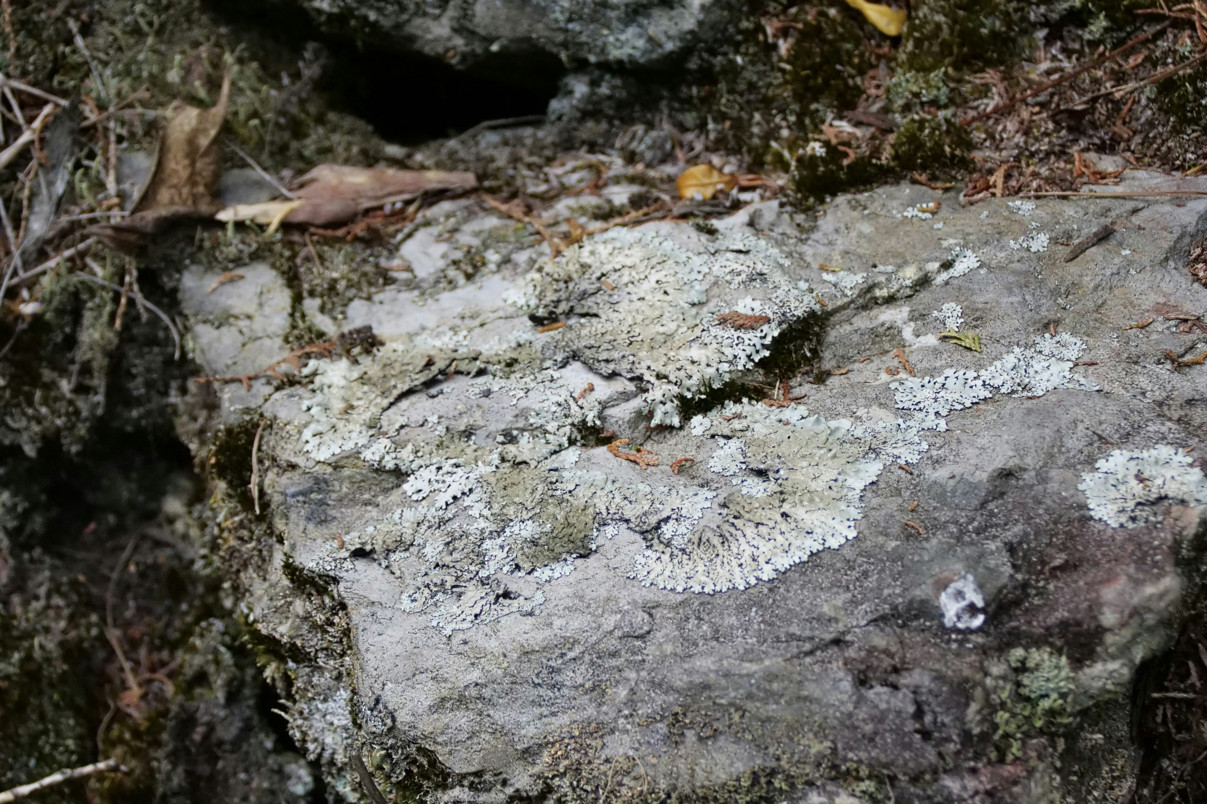 Photo by cocoshalalala