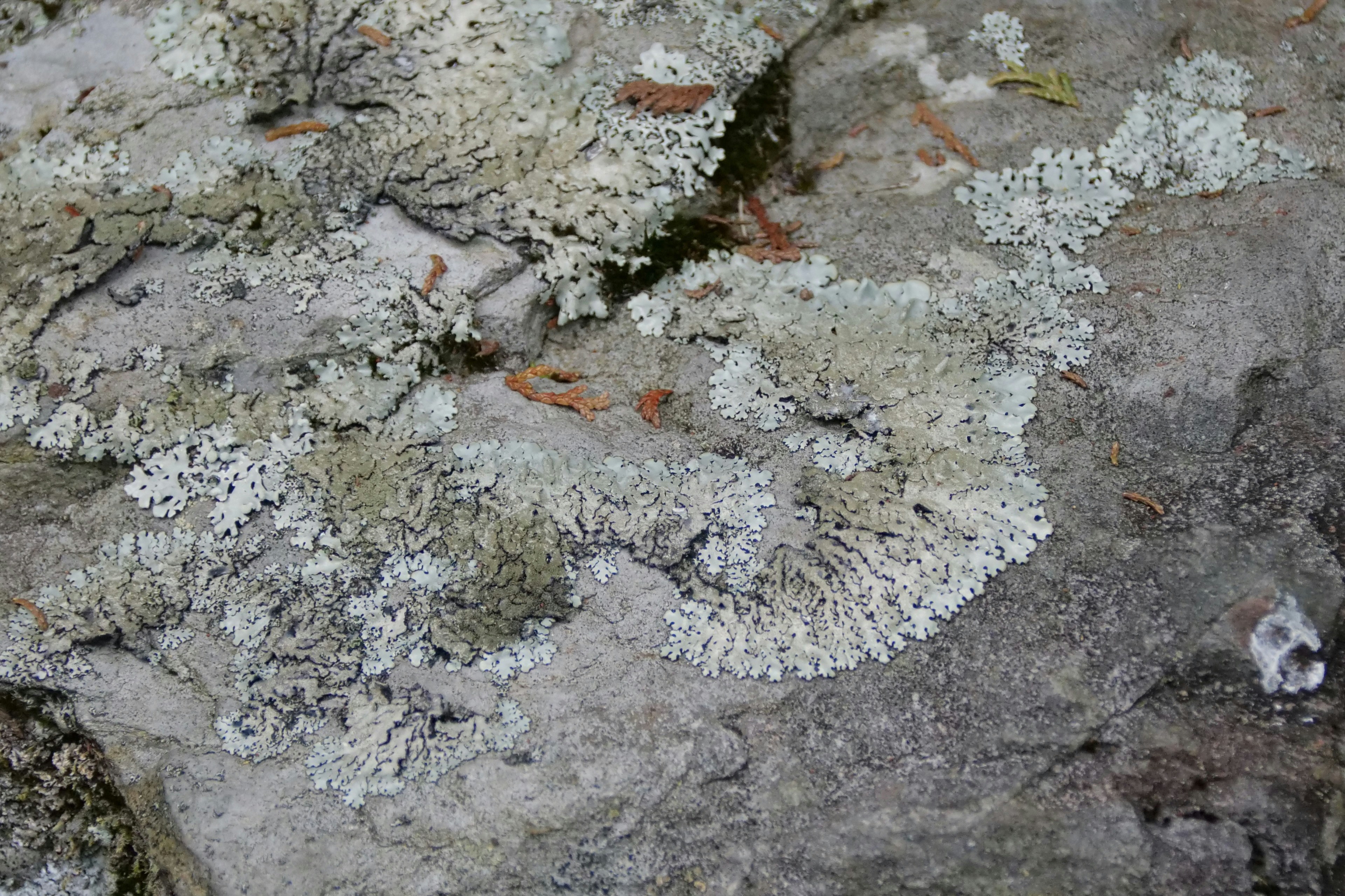 Risks of Reviving Ancient Organisms (image credits: unsplash)