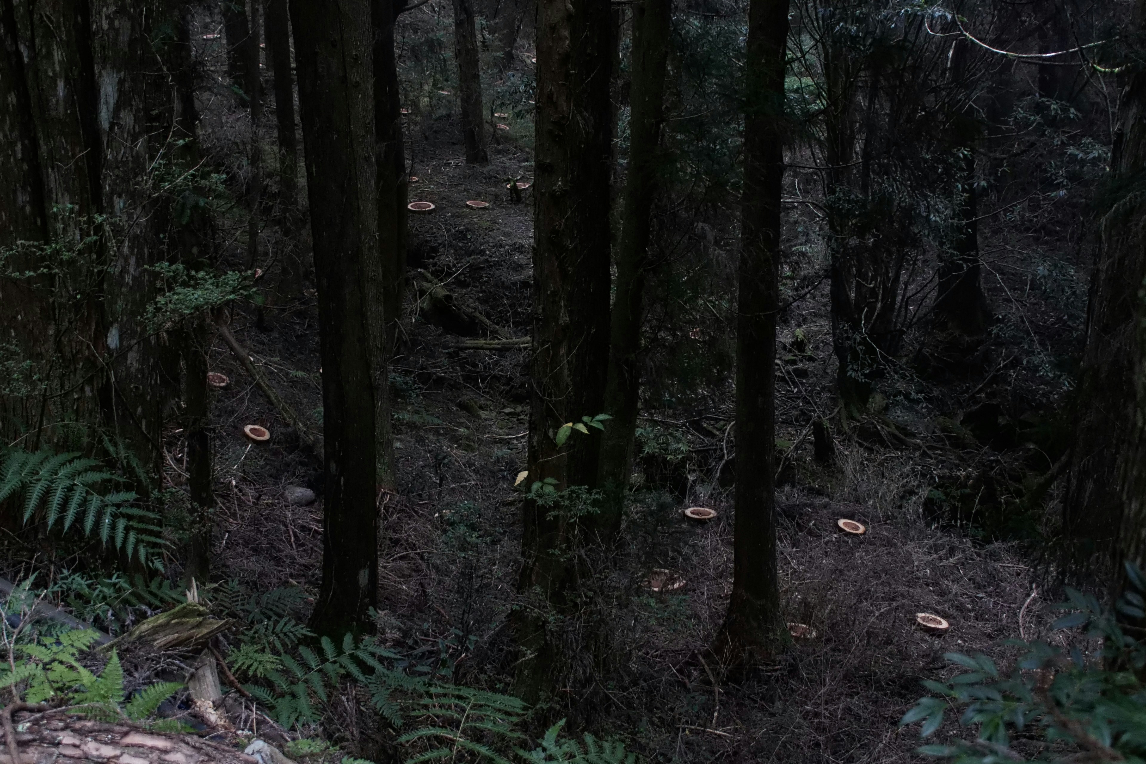 Photo by cocoshalalala