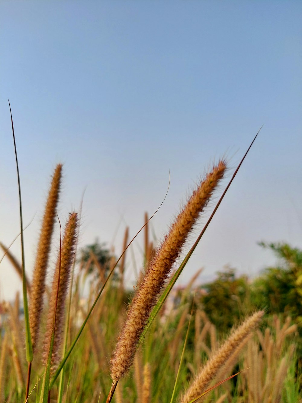 a field of tall grass with trees in the background