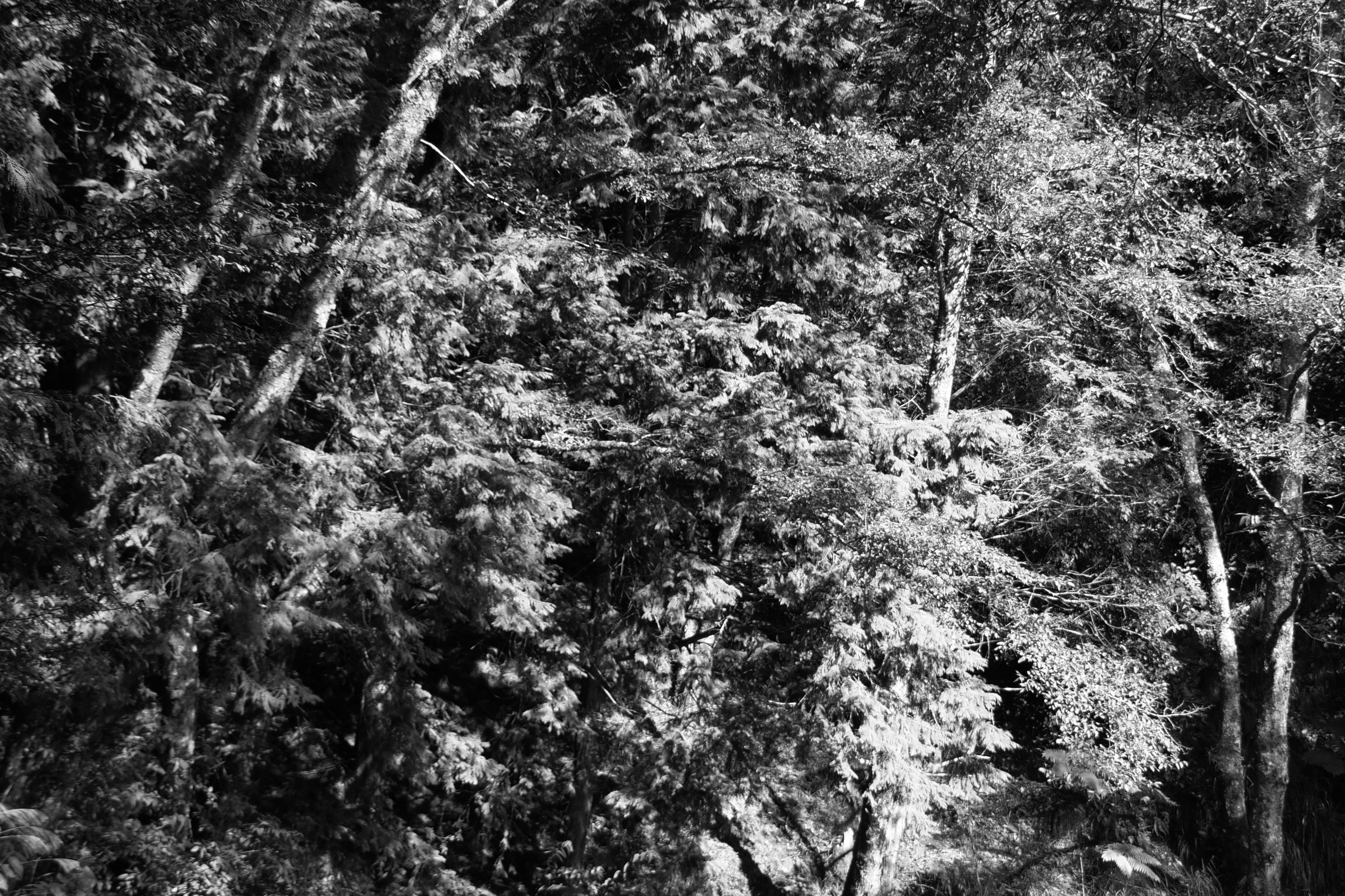 Photo by cocoshalalala