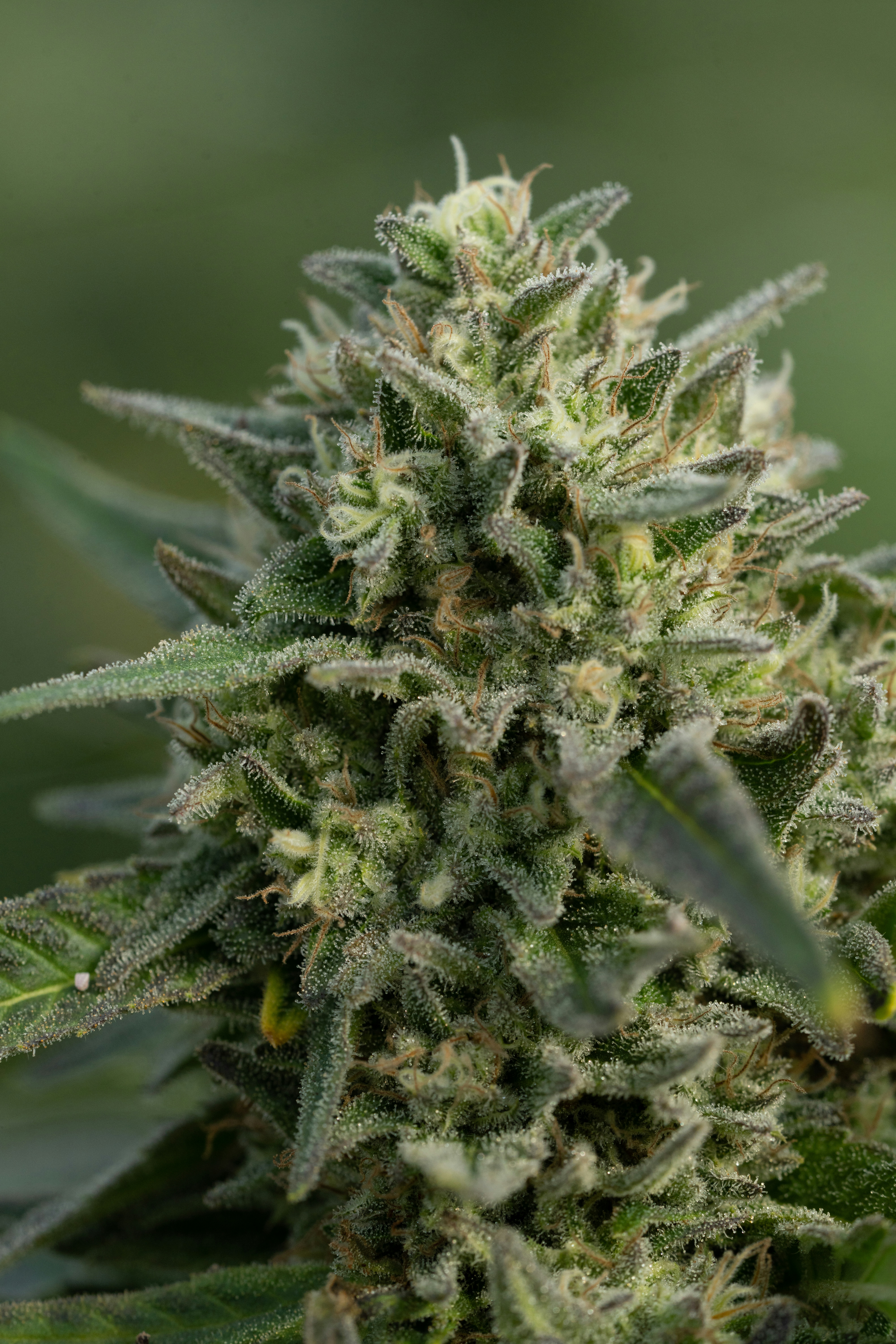 Photo by weedzard_cannabis