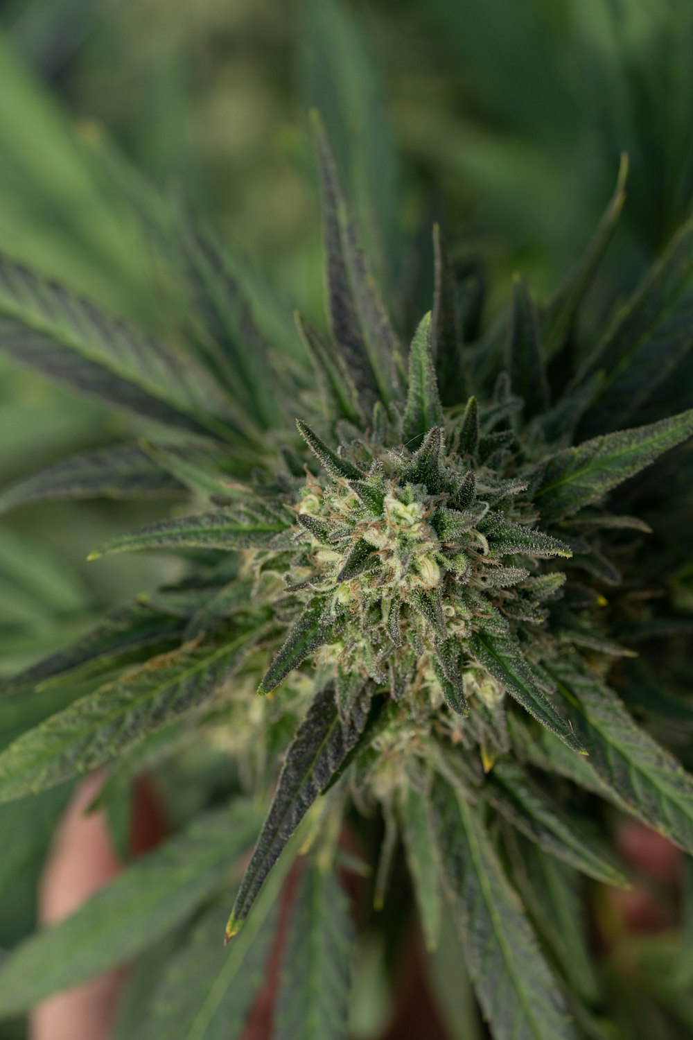 a close up of a green plant in a person's hand