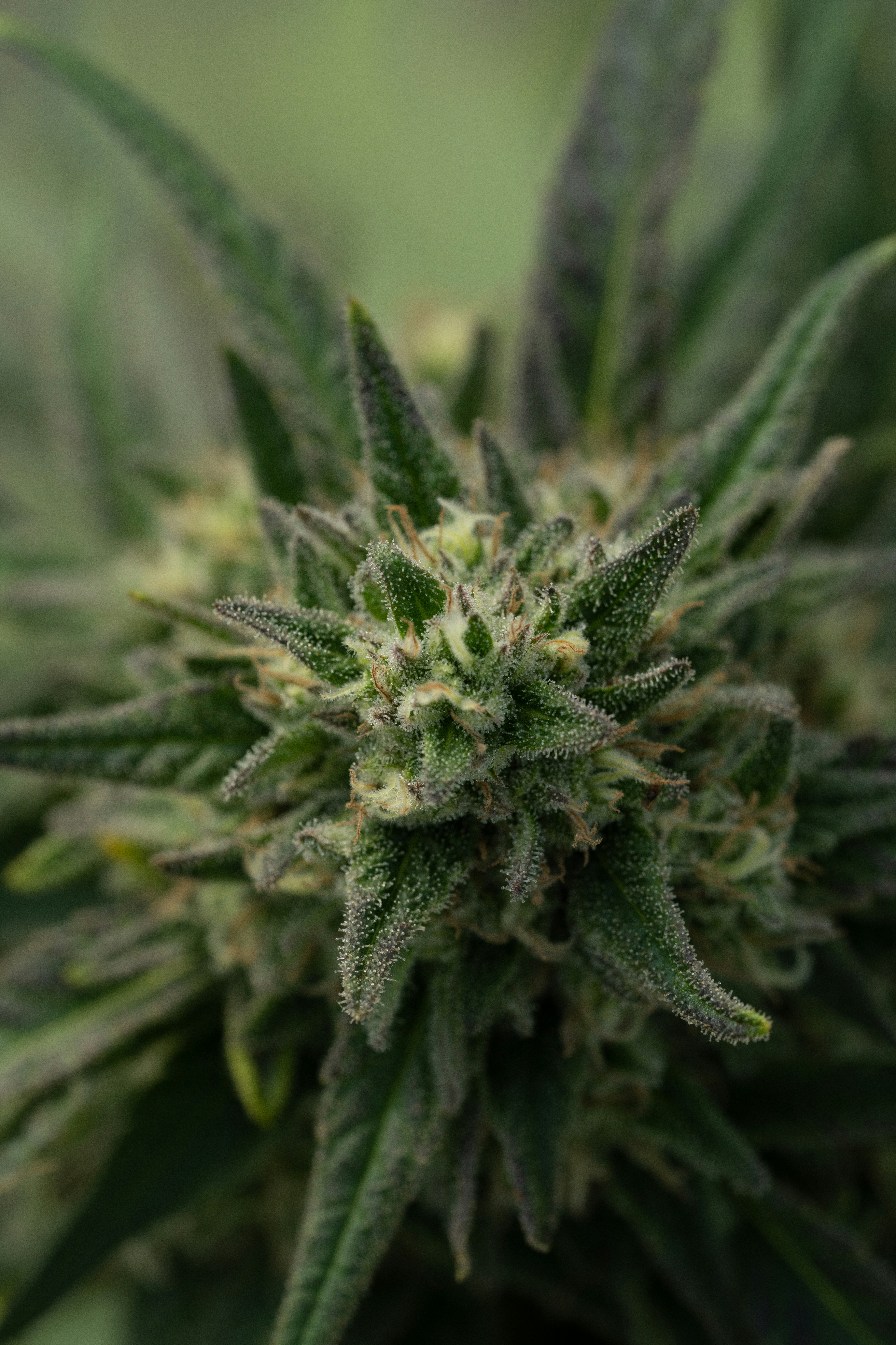 Photo by weedzard_cannabis