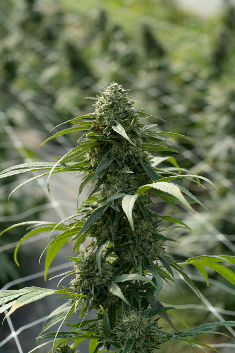 a marijuana plant growing in a greenhouse