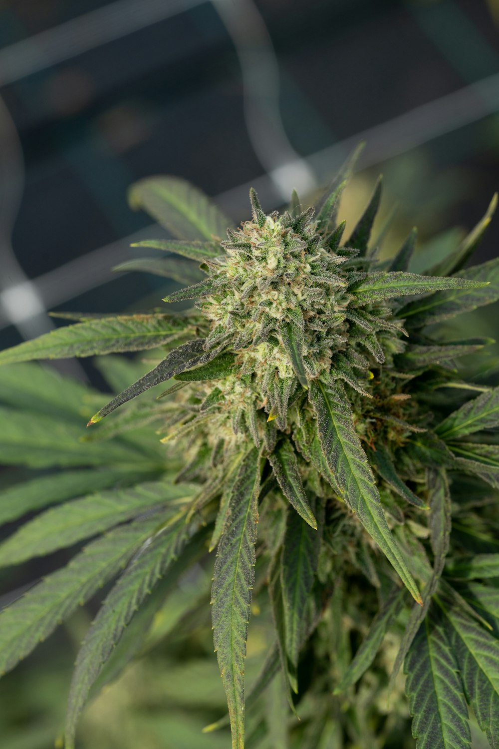 a close up of a marijuana plant with a blurry background