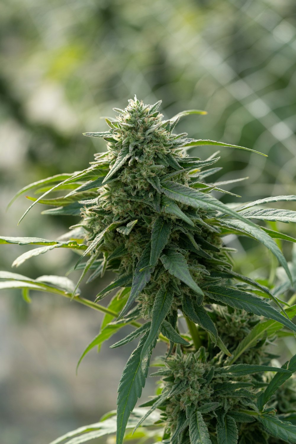 a close up of a marijuana plant in a field