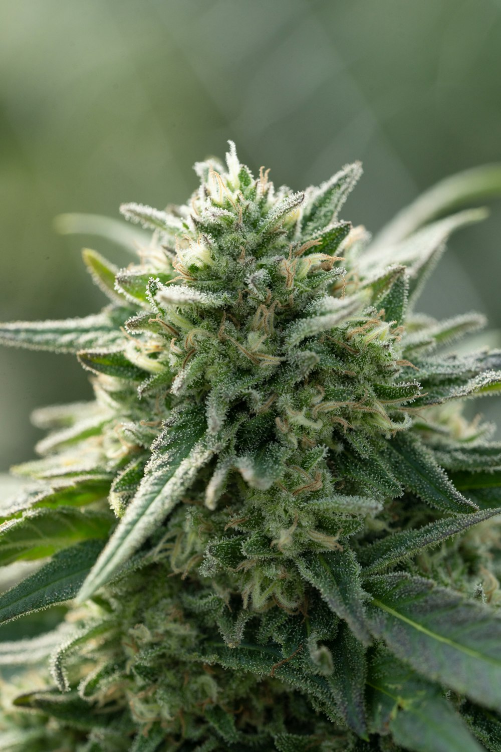 a close up of a marijuana plant with a blurry background