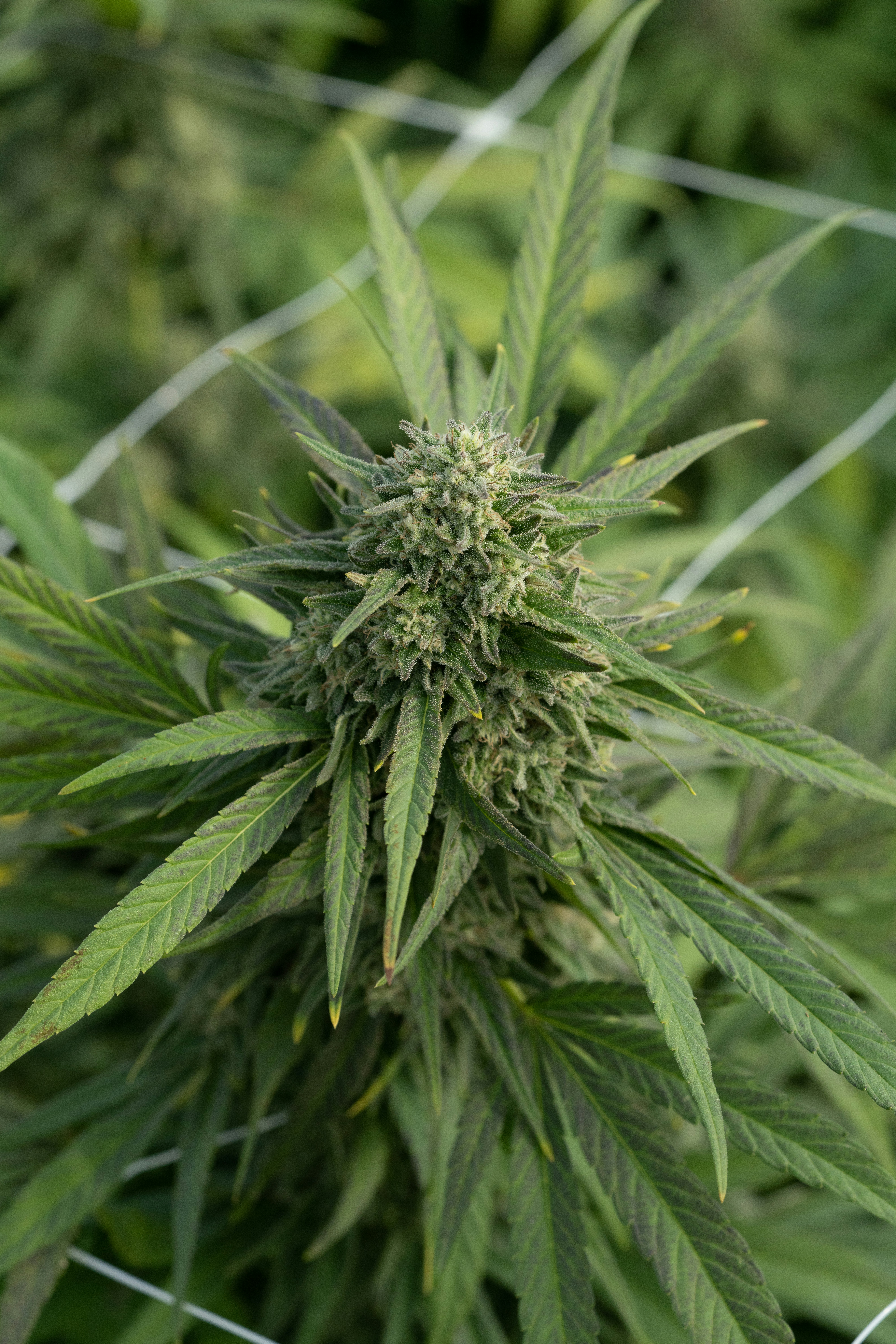 Photo by weedzard_cannabis