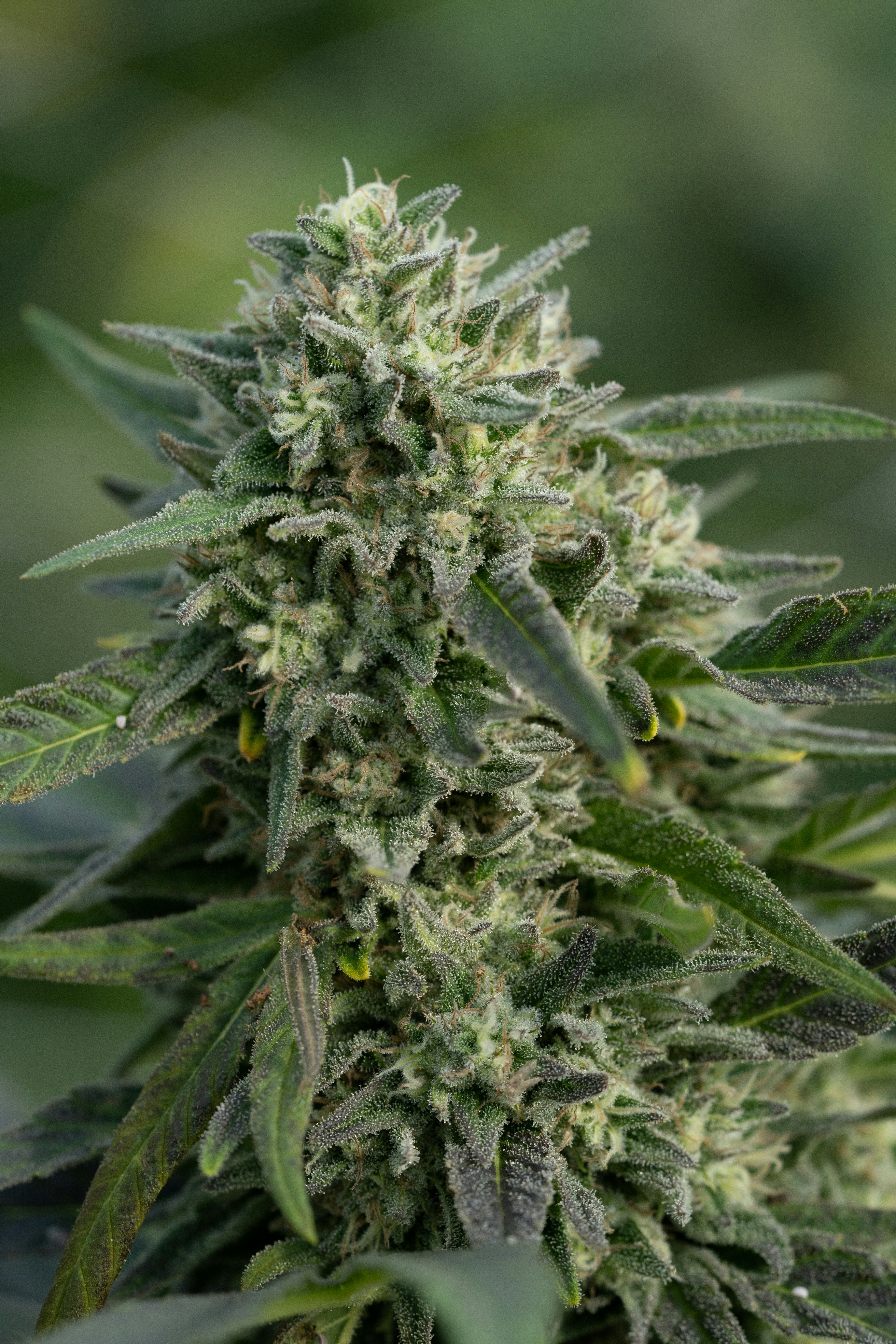 Photo by weedzard_cannabis