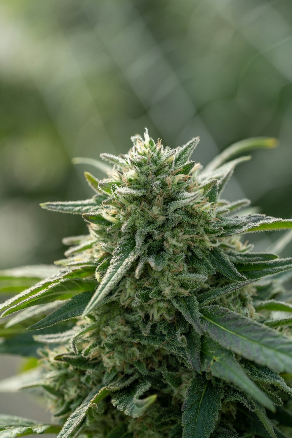 a close up of a marijuana plant with a blurry background