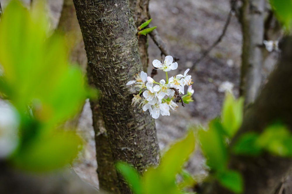 a small white flower is growing on a tree