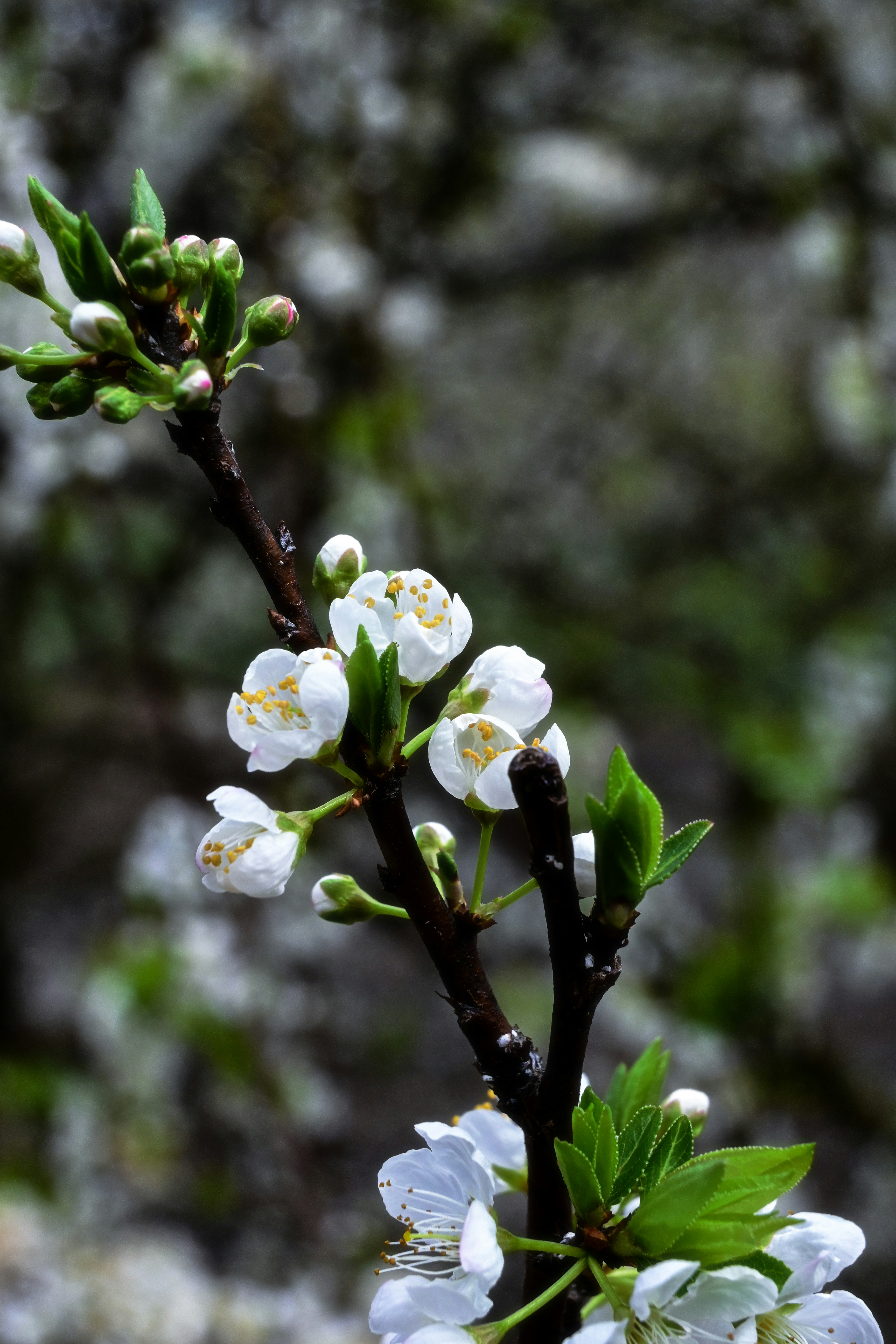 Photo by caigou