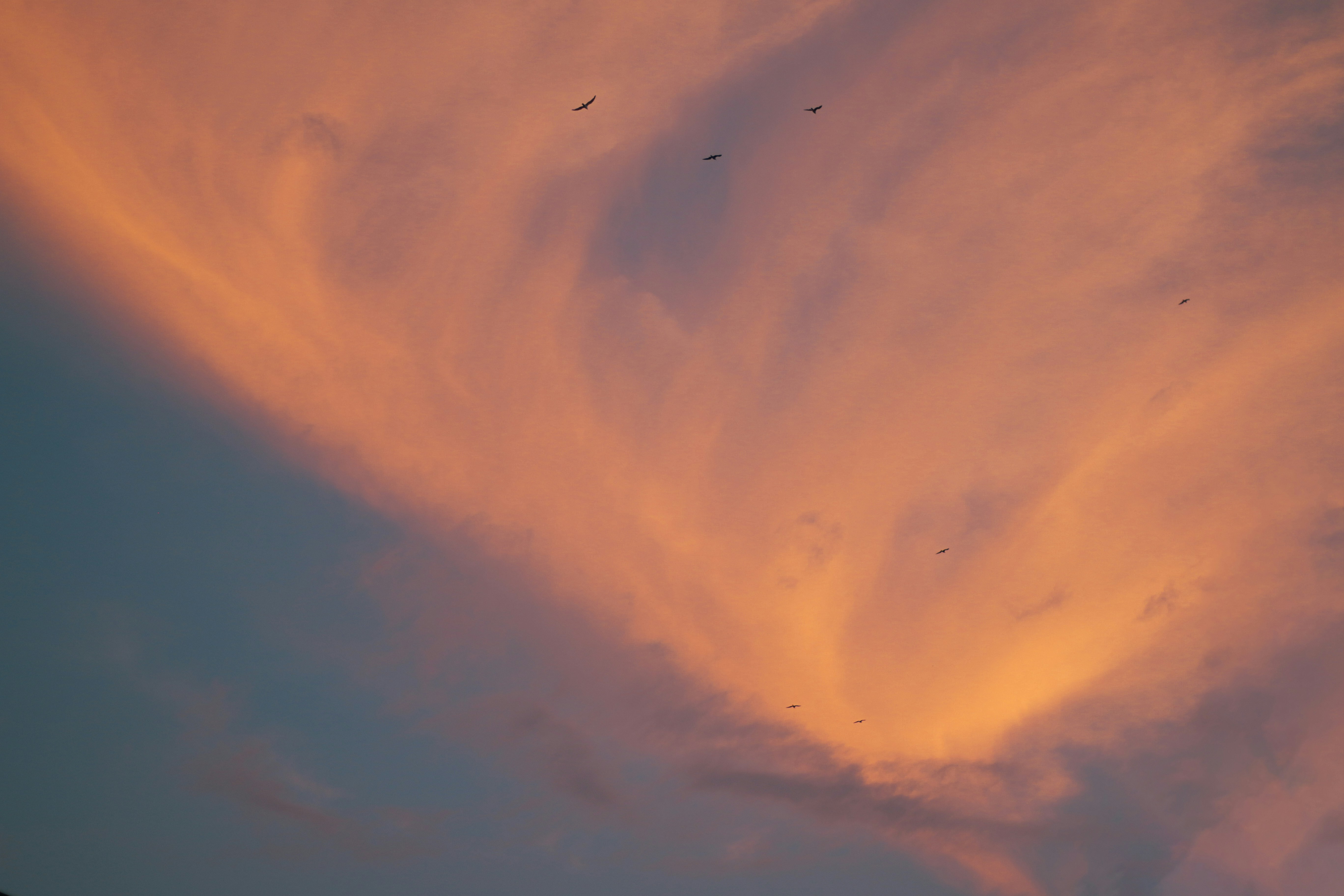 a group of birds flying through a cloudy sky