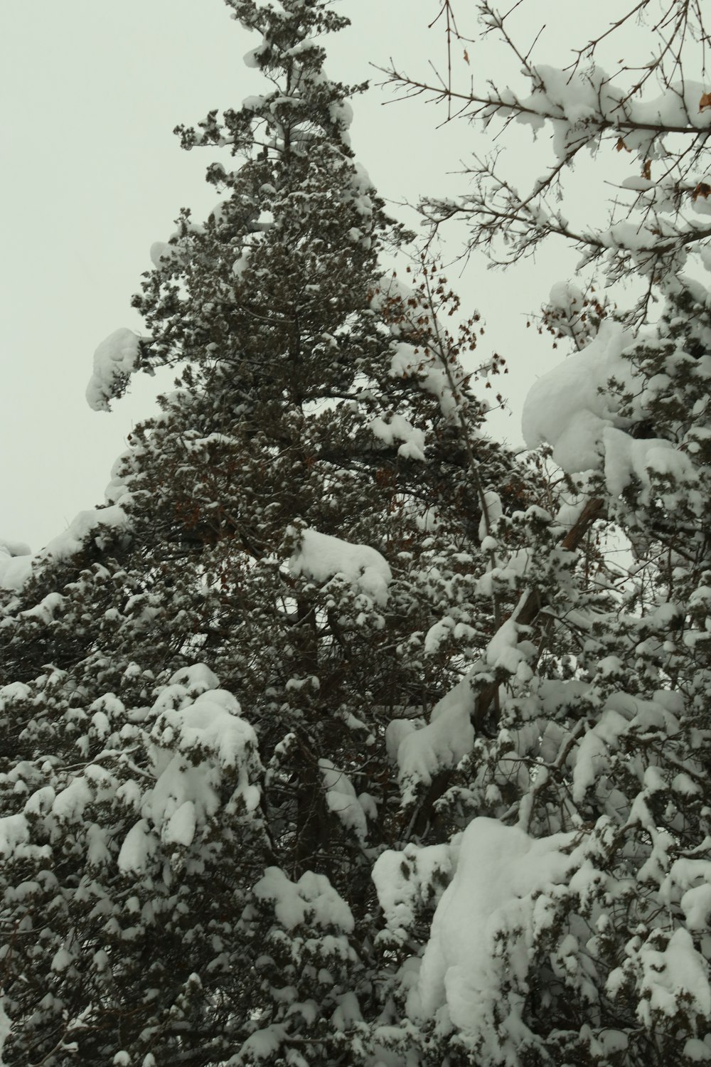 a snow covered pine tree in the snow