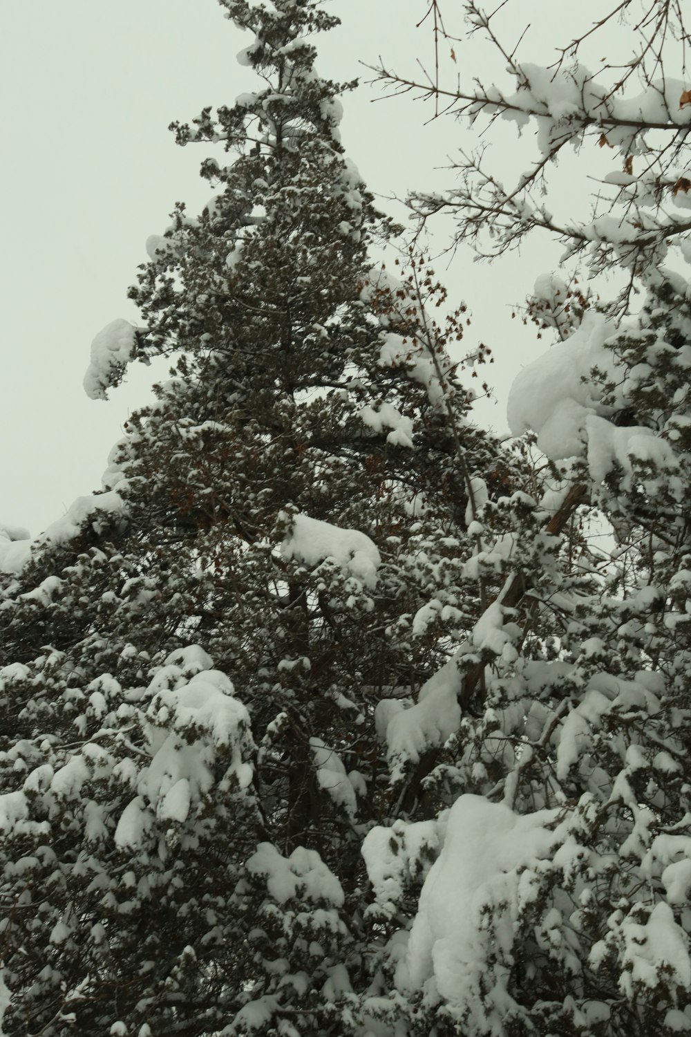 un pino cubierto de nieve en la nieve