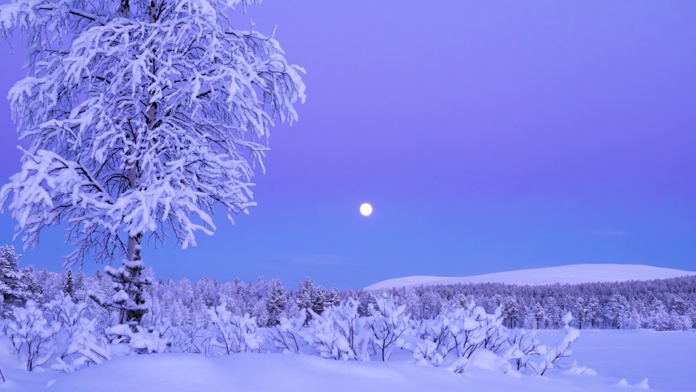 a full moon rises over a snowy landscape