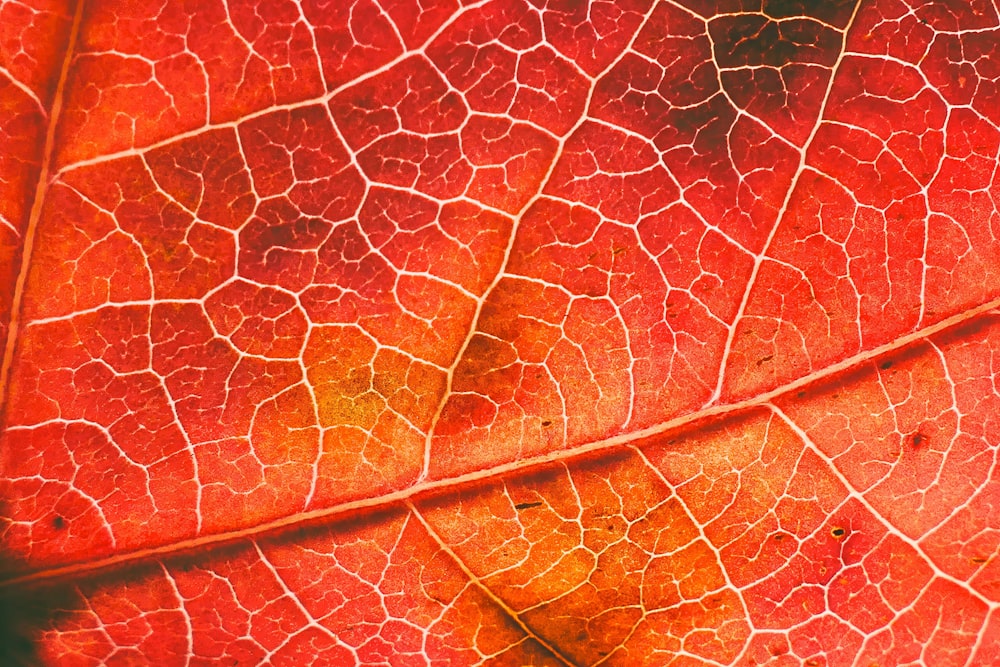 a close up of a red leaf's vein