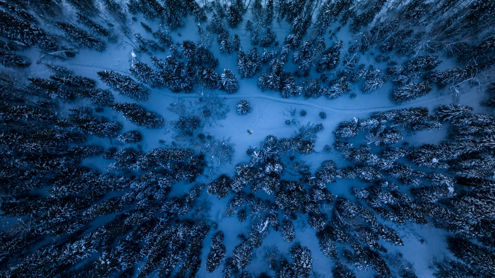 an aerial view of a snow covered forest