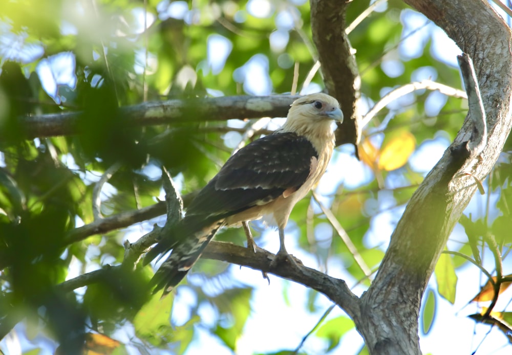 a bird perched on a branch of a tree