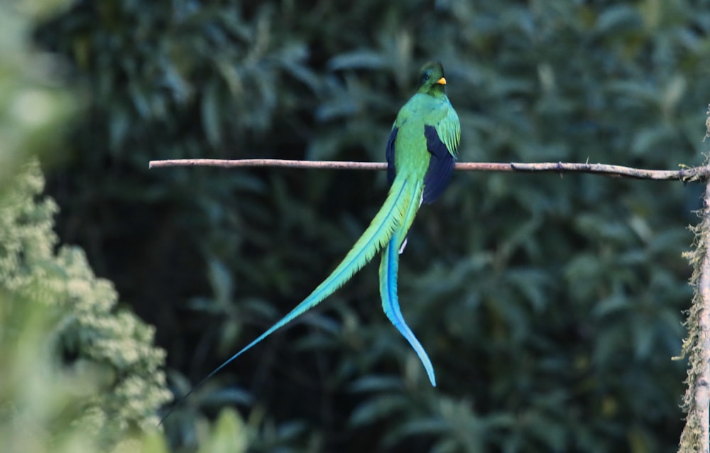 a blue and green bird sitting on a branch