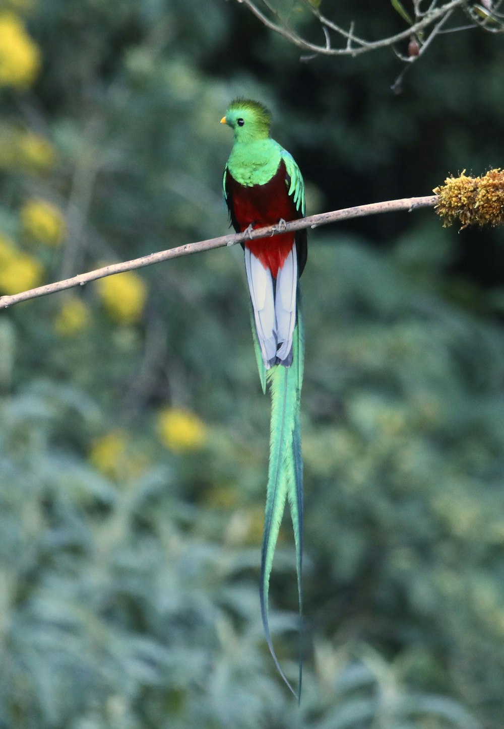 a green and red bird sitting on a branch