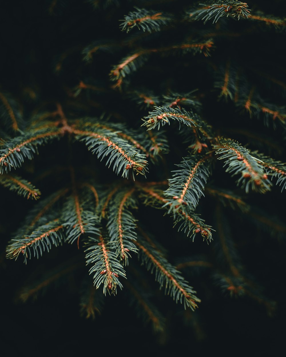 a close up of a pine tree branch