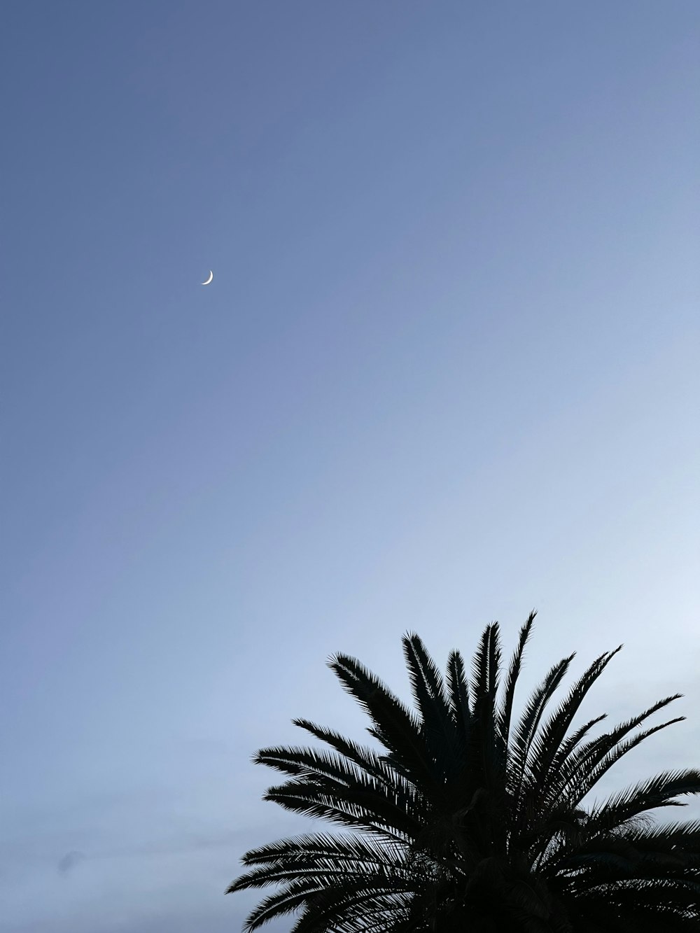 a palm tree is silhouetted against a blue sky