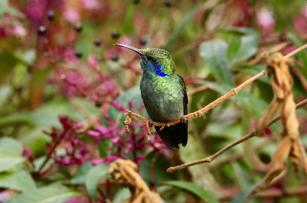 un piccolo uccello verde seduto su un ramo