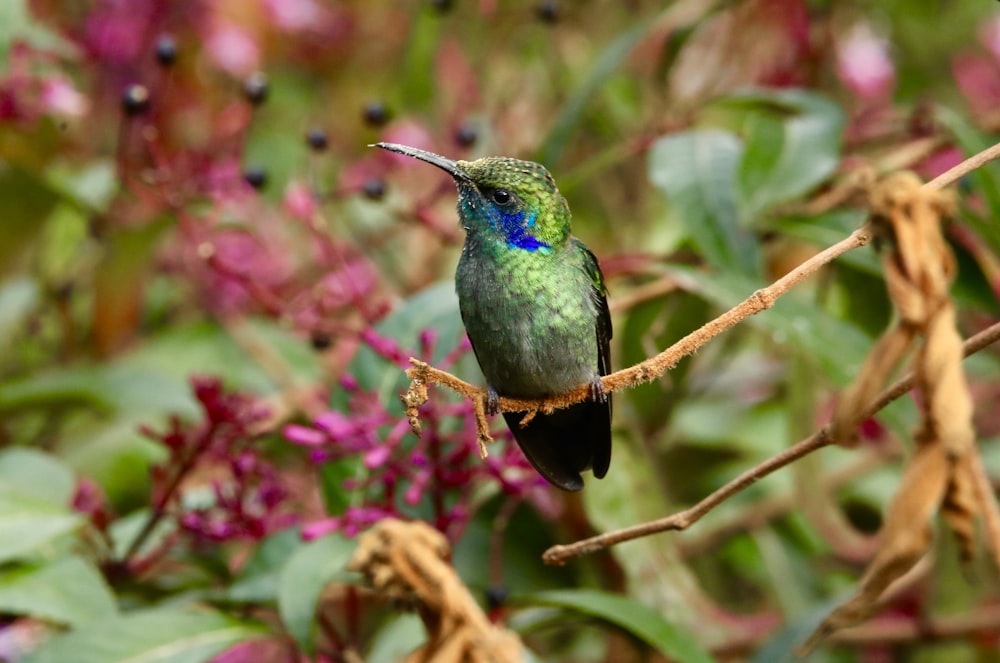 a small green bird sitting on a branch