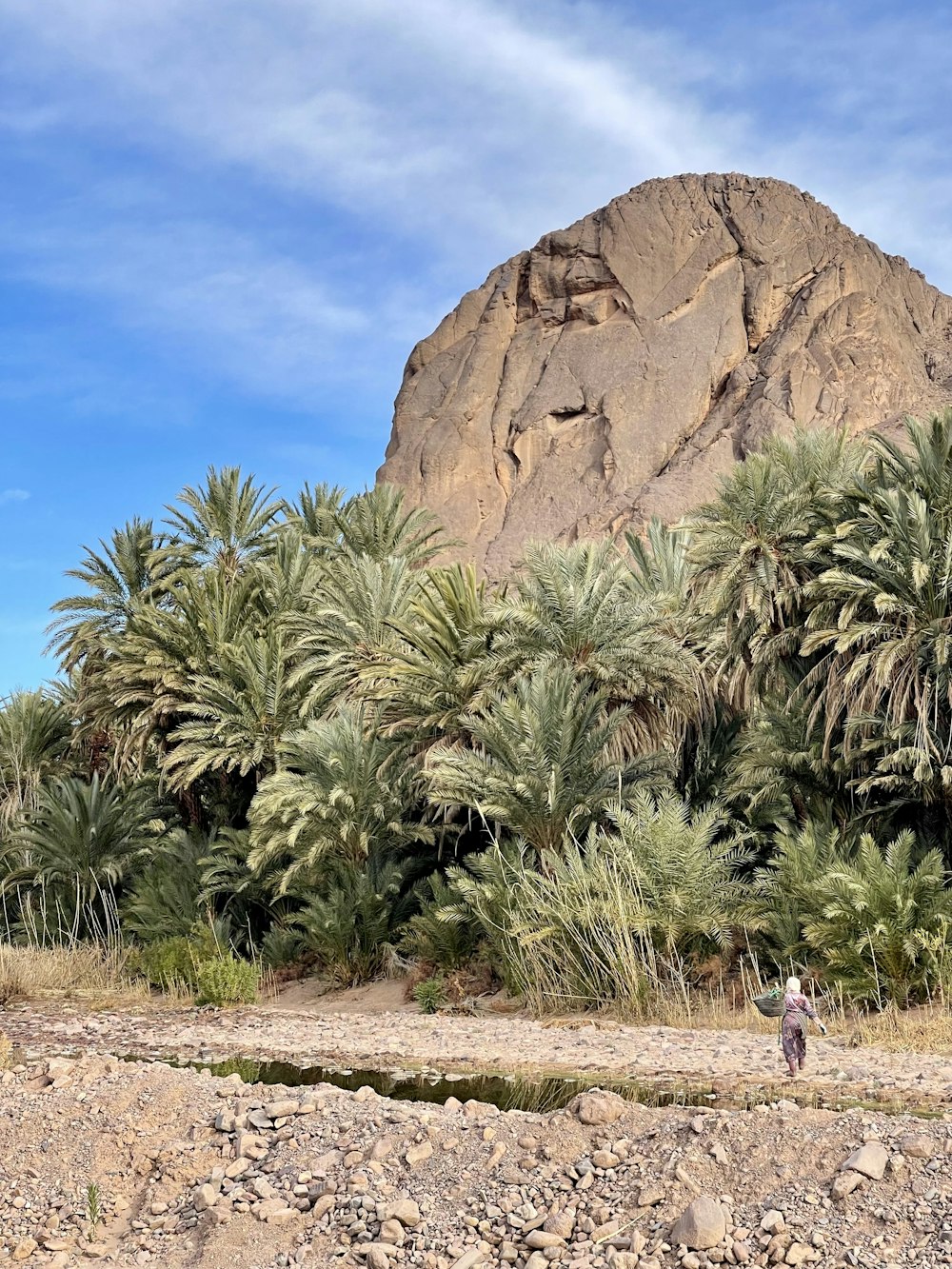 a man riding a horse down a dirt road next to palm trees