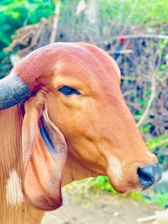 Seguro Agropecuária.