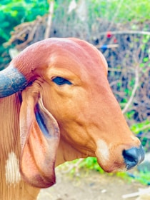 Seguro Agropecuária.
