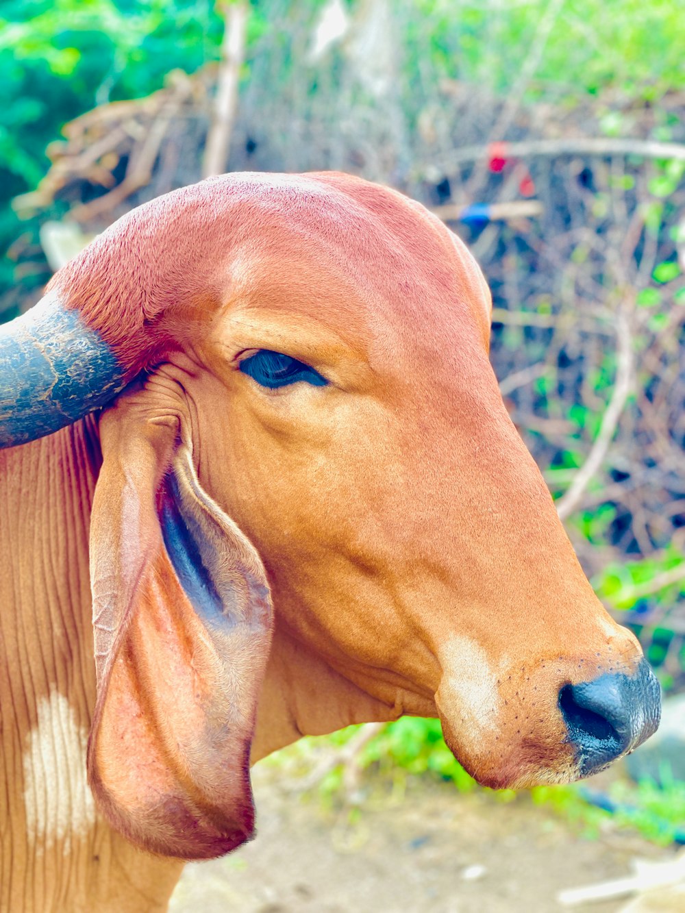 a close up of a brown cow with horns