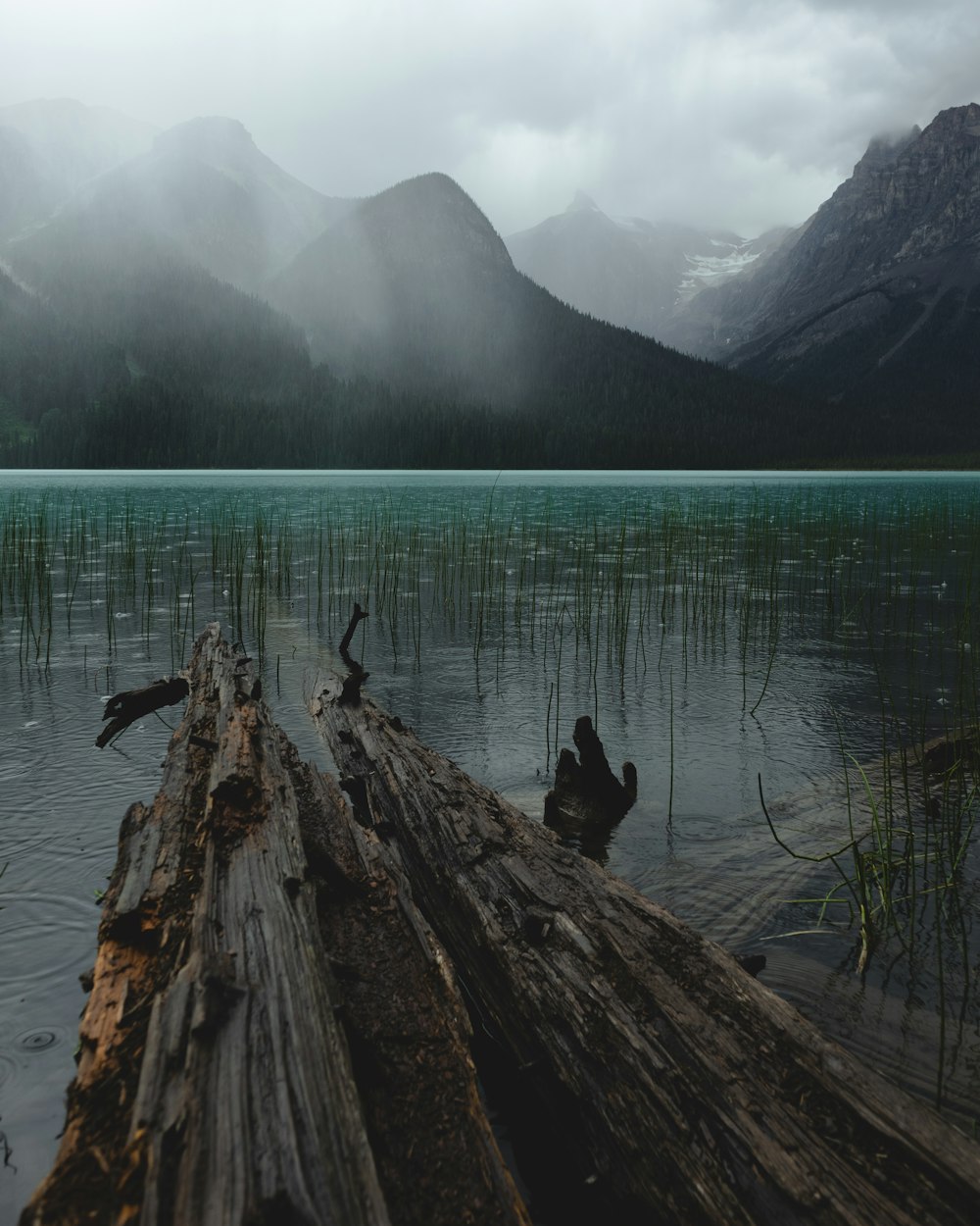 a fallen log in a lake with mountains in the background