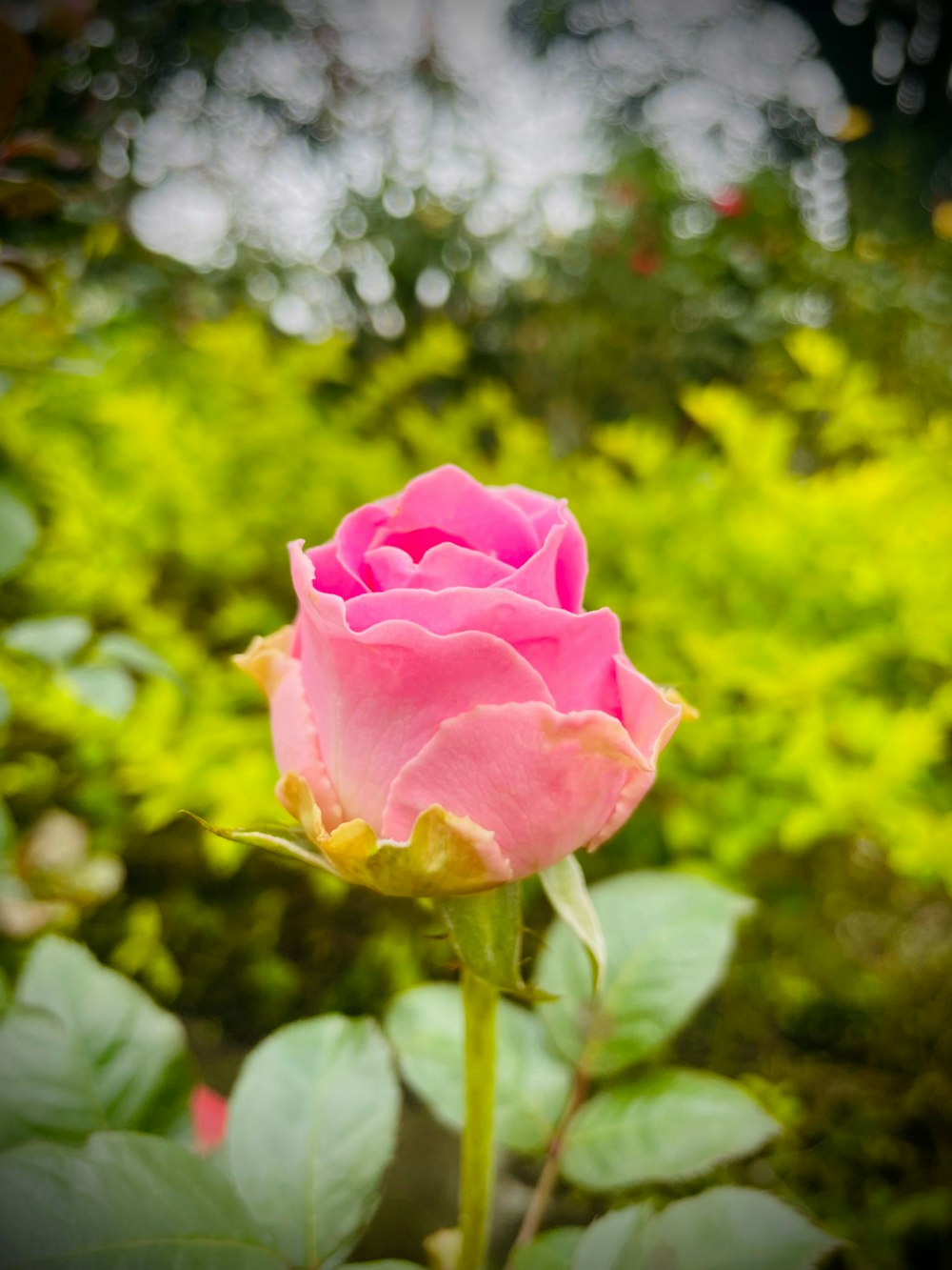 a pink rose is blooming in a garden