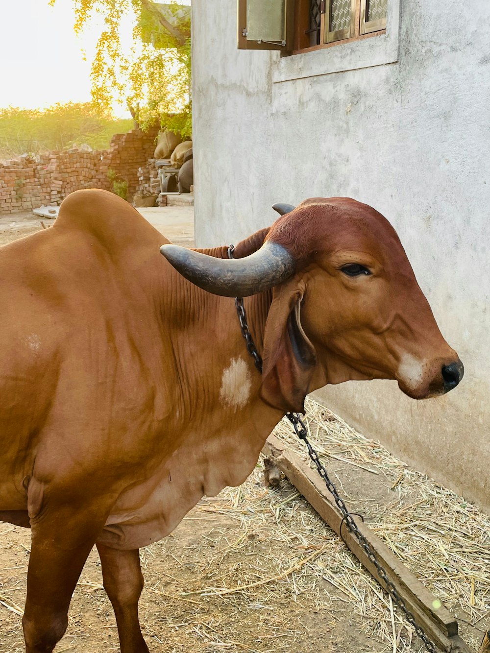 a brown cow with horns tied to a chain