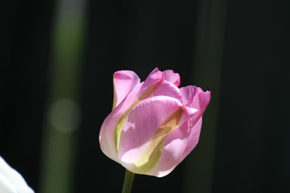 a close up of a pink flower with a blurry background