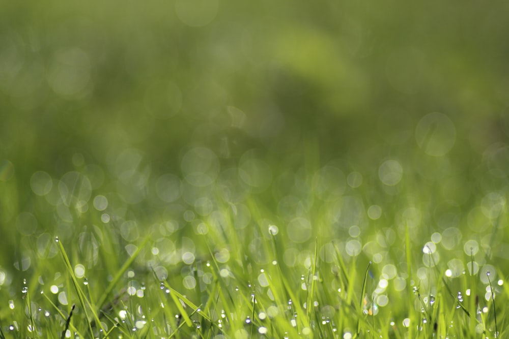 a close up of grass with water drops on it