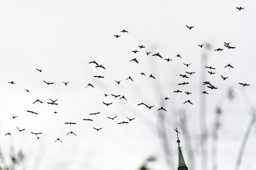 a flock of birds flying in the sky