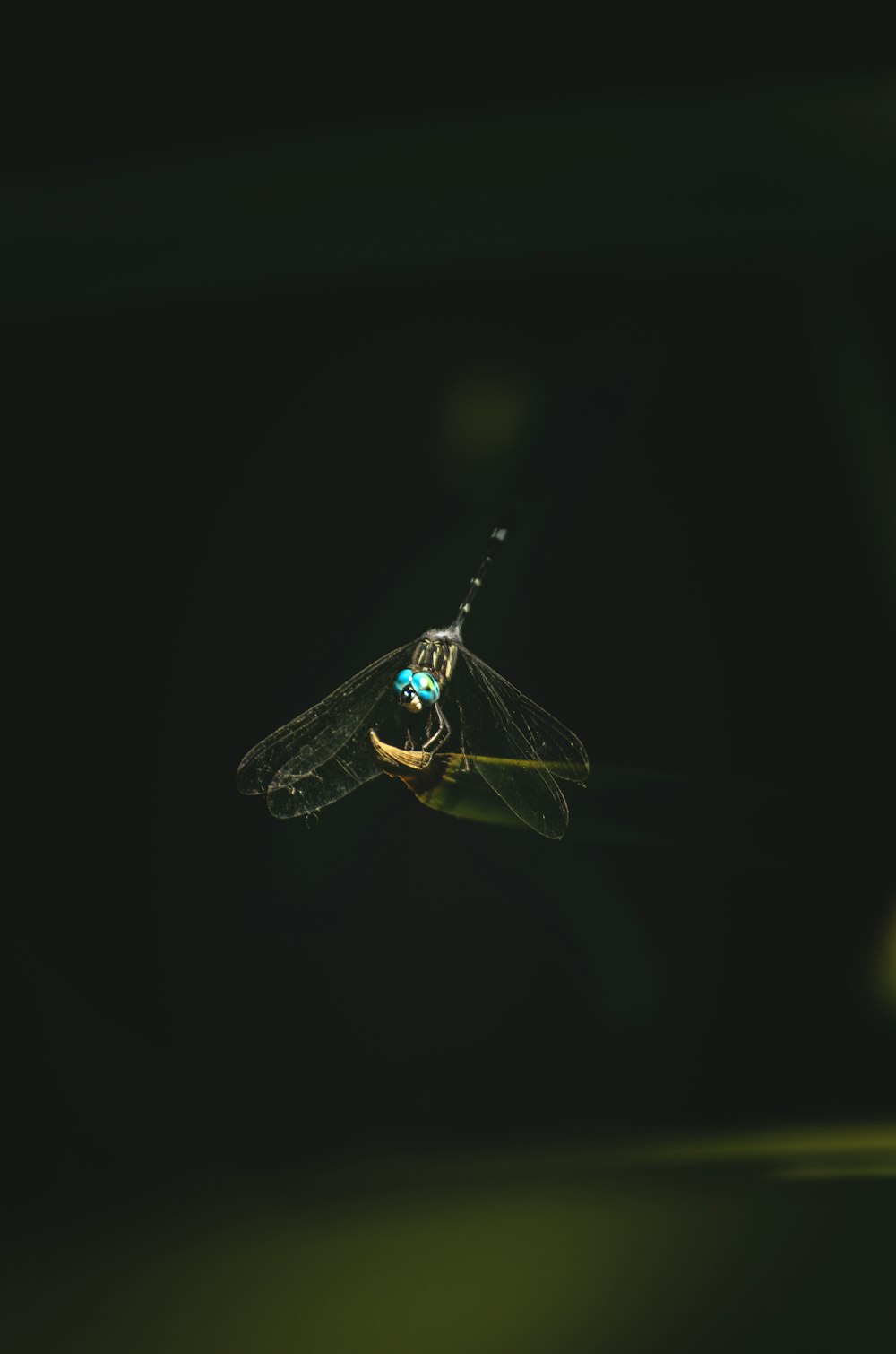 a bug that is sitting in the dark