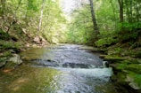 a stream running through a lush green forest