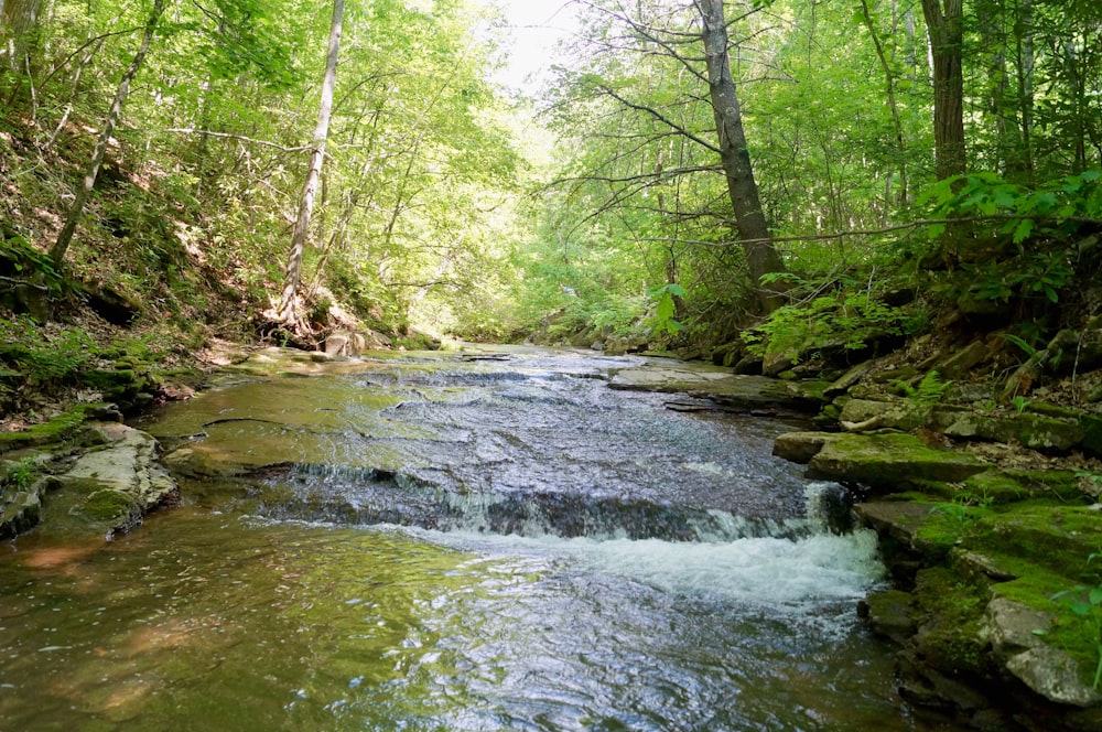 a stream running through a lush green forest