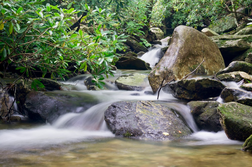 un ruisseau d’eau qui coule à travers une forêt verdoyante