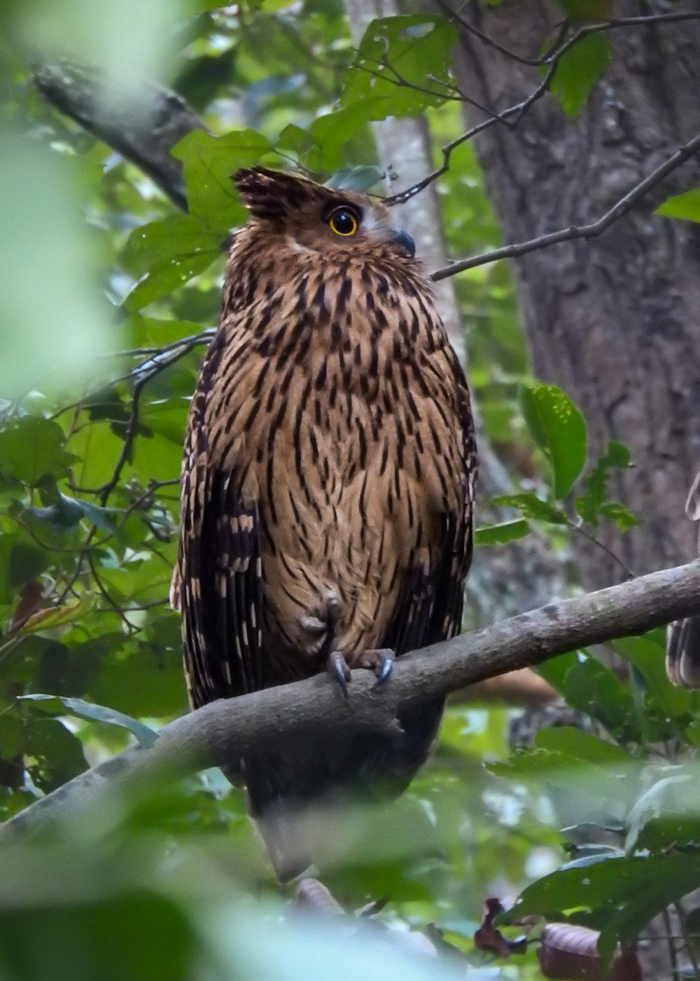 un oiseau assis sur une branche dans un arbre