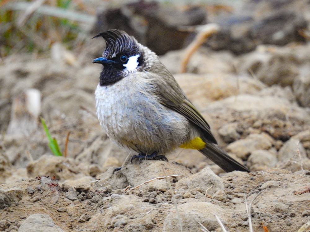 a small bird sitting on top of a pile of dirt