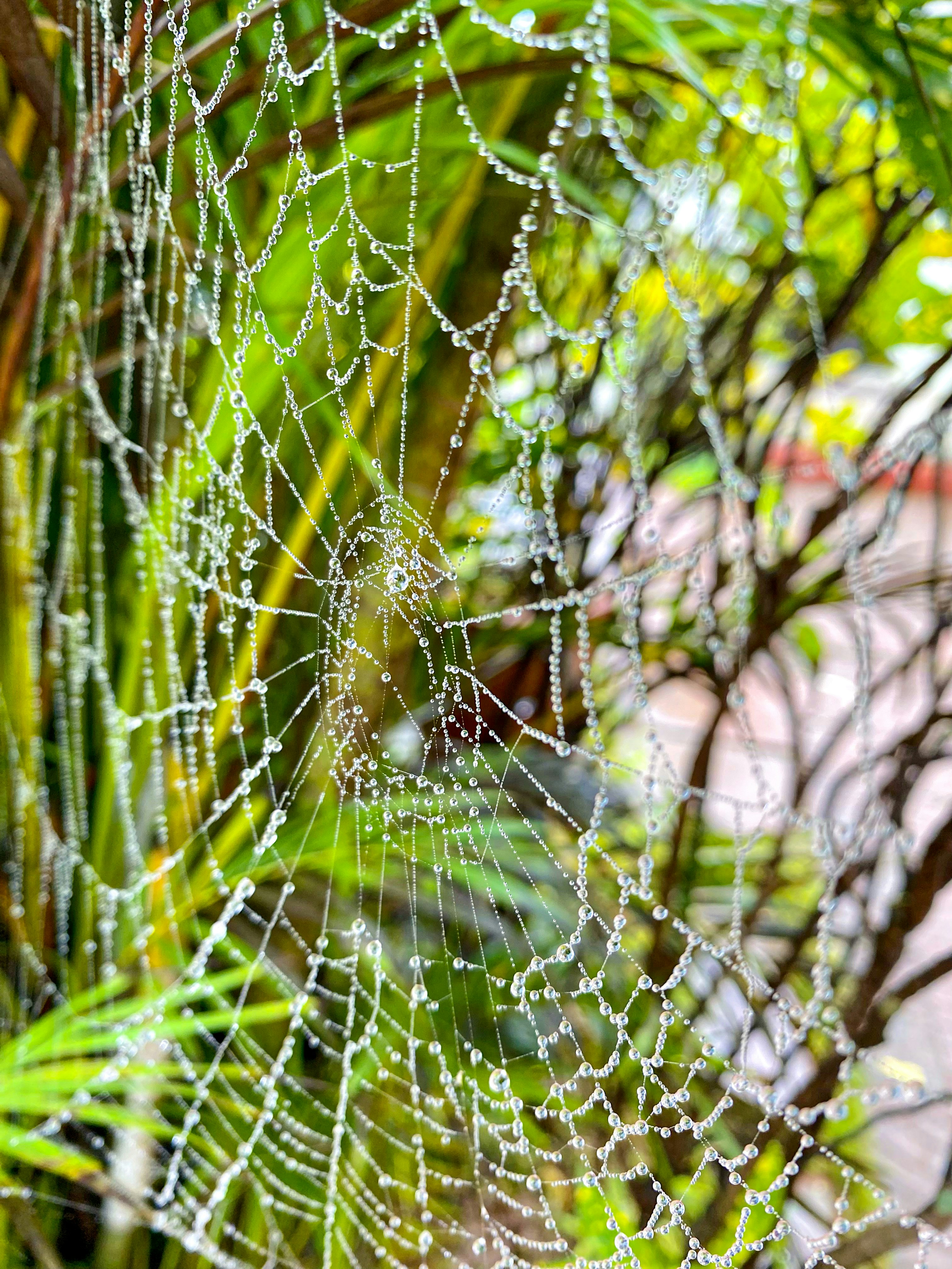 a spider web with water droplets on it